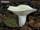 Peppery Milkcap