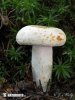 Peppery Milkcap