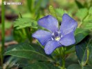 Periwinkle