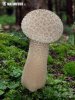 Pestle Puffball