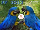 PF 2013