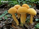 Phaeolepiota aurea