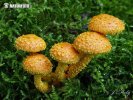 Pholiota flammans