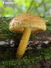 Pholiota flammans