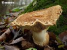 Pholiota squarrosa