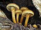 Pholiota squarrosa