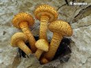 Pholiota squarrosa