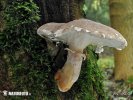 Pleurotus dryinus