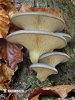 Pleurotus ostreatus