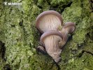 Pleurotus ostreatus