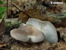 Pleurotus pulmonarius