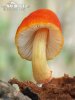 Pluteus aurantiorugosus