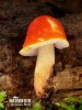 Pluteus aurantiorugosus