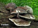 Pluteus cervinus