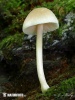 Pluteus depauperatus