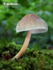 Pluteus depauperatus