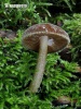 Pluteus umbrosus