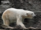 Polar bear