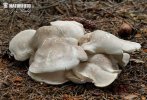 polypore des brebis