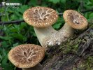 polypore écailleux