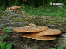 polypore écailleux