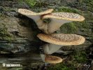 polypore écailleux