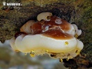 polypore fuligineux