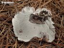 polypore gris