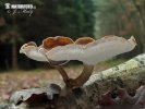 Polyporus brumalis