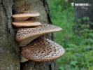 Polyporus squamosus