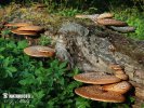 Polyporus squamosus