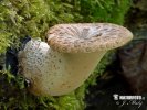 Polyporus squamosus