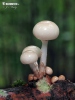 Porcelain Fungus