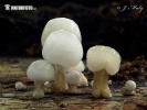 Porcelain Fungus