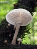 Porcelain Fungus