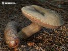 Porphyrellus porphyrosporus