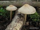 Psathyrella candolleana