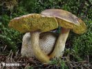 Pseudoboletus parasiticus