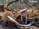 Psilocybe bohemica