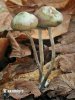 Psilocybe bohemica