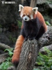 Punane panda