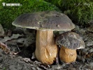 Queen bolete