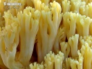 Ramaria pallidosaponaria