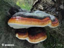 Red Banded Polypore