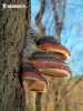 Red Banded Polypore