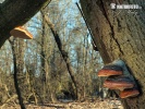 Red Banded Polypore