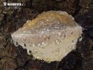 Red Banded Polypore