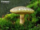 Red cracking bolete