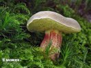 Red cracking bolete