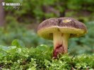 Red cracking bolete